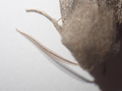 Orthosia populeti