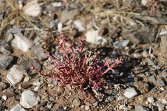 Anabasis brevifolia