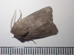 Orthosia populeti