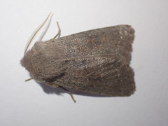 Orthosia populeti