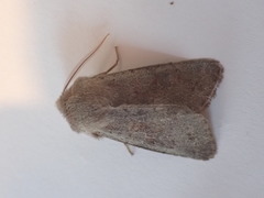 Orthosia populeti