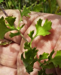 Senecio pinnatifolius alpinus