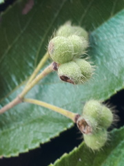 Grewia rogersii