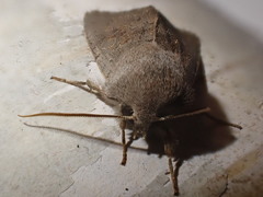 Orthosia populeti