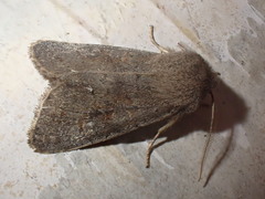 Orthosia populeti