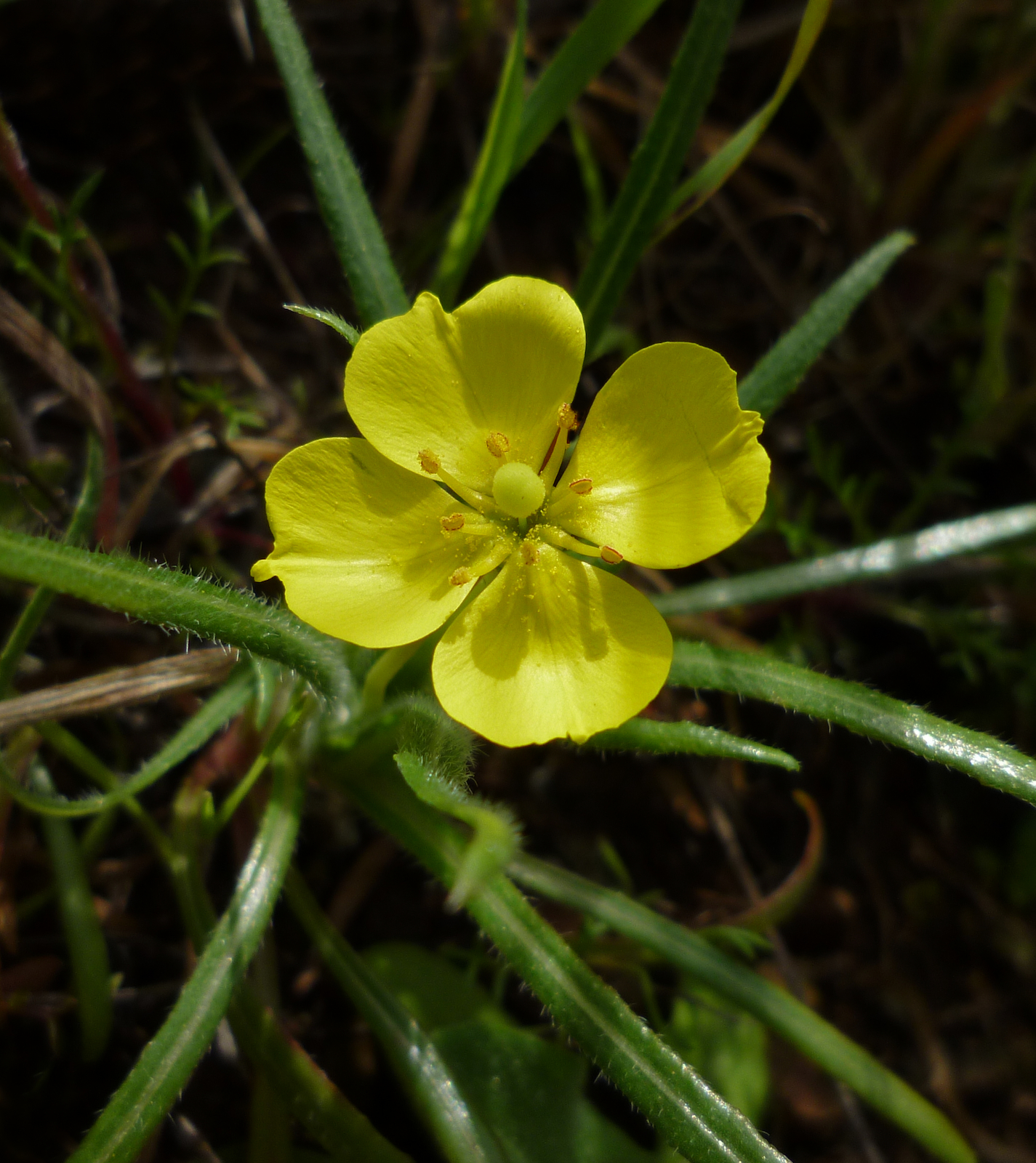 Tetrapteron graciliflorum