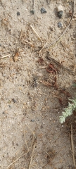 Graphipterus minutus