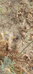 Graphipterus minutus