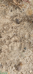 Graphipterus minutus