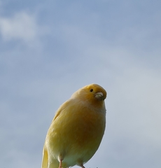 Serinus canaria domesticus