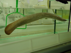 Eptatretus cirrhatus