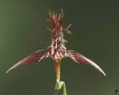 Bulbophyllum tremulum