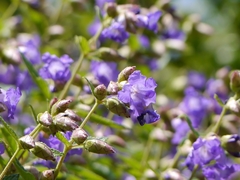 Strobilanthes reticulatus