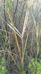 Diheteropogon amplectens