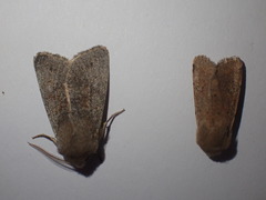 Orthosia populeti