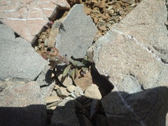 Myosotis traversii cantabrica