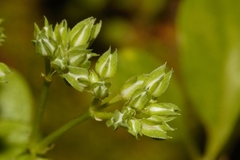 Polycarpon prostratum