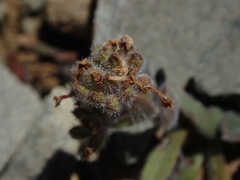 Myosotis traversii cantabrica