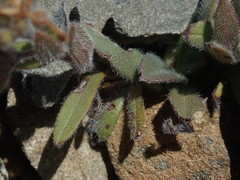 Myosotis traversii cantabrica