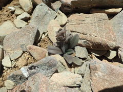 Myosotis traversii cantabrica