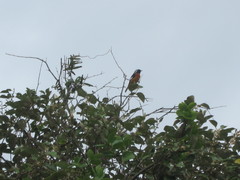 Phoenicurus auroreus