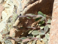Myosotis traversii cantabrica