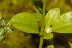 Polycarpon prostratum