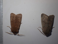 Orthosia populeti
