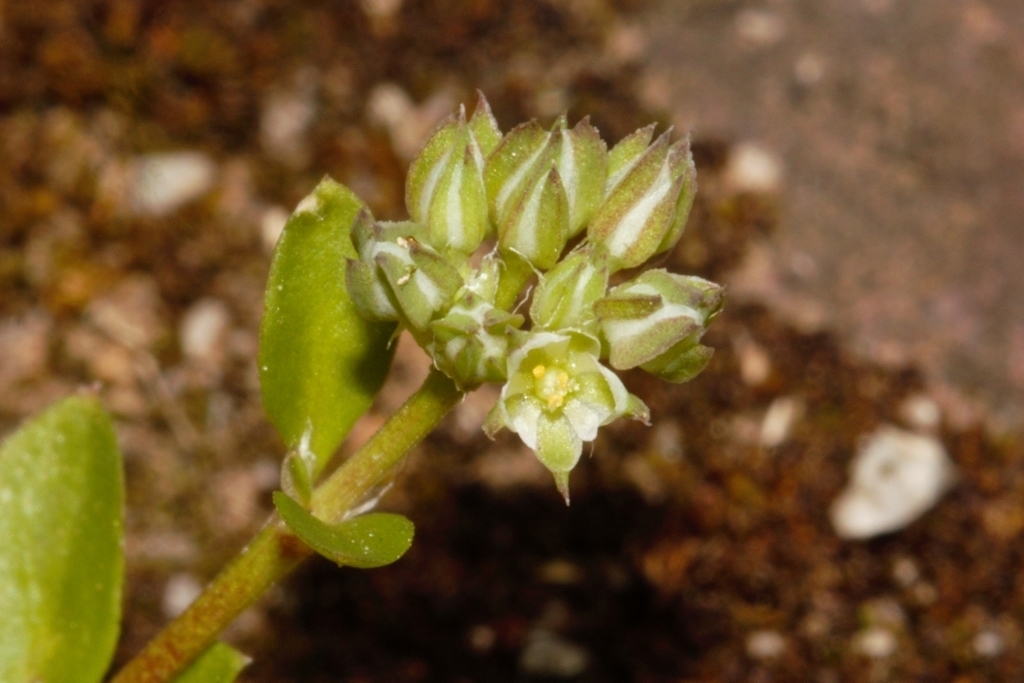 Polycarpon prostratum (Polycarpon prostratum)