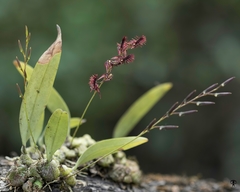 Bulbophyllum tremulum