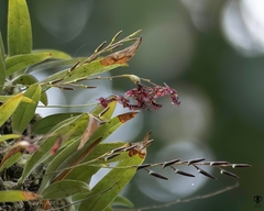 Bulbophyllum tremulum