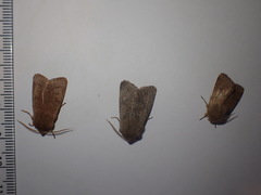 Orthosia populeti