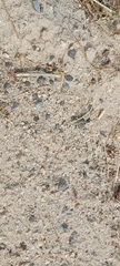 Graphipterus minutus