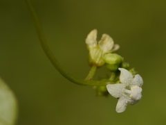 Zehneria maysorensis