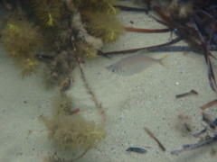 Parequula melbournensis