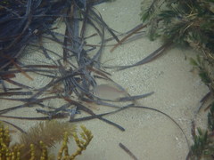 Parequula melbournensis