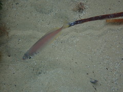 Parequula melbournensis