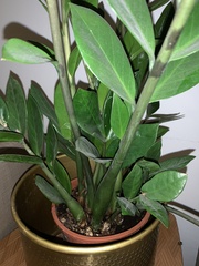 Zamioculcas zamiifolia