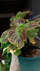 Coleus scutellarioides