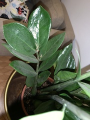 Zamioculcas zamiifolia