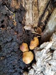 Coprinellus micaceus