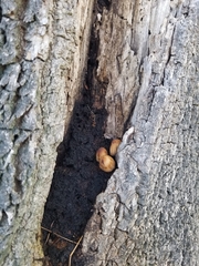 Coprinellus micaceus