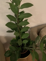 Zamioculcas zamiifolia