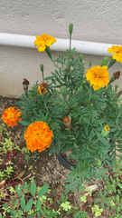 Tagetes erecta