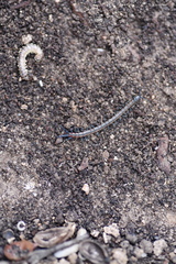 Scolopendra laeta
