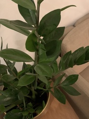 Zamioculcas zamiifolia