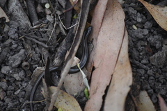 Hemiergis decresiensis