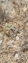 Graphipterus minutus