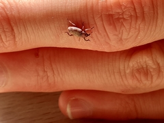 Mitrastethus baridioides