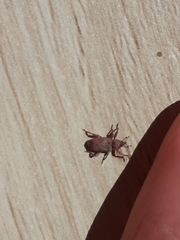 Mitrastethus baridioides